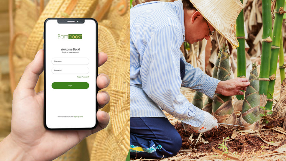 An App for Bamboo Products in the Philippines Is in the Works